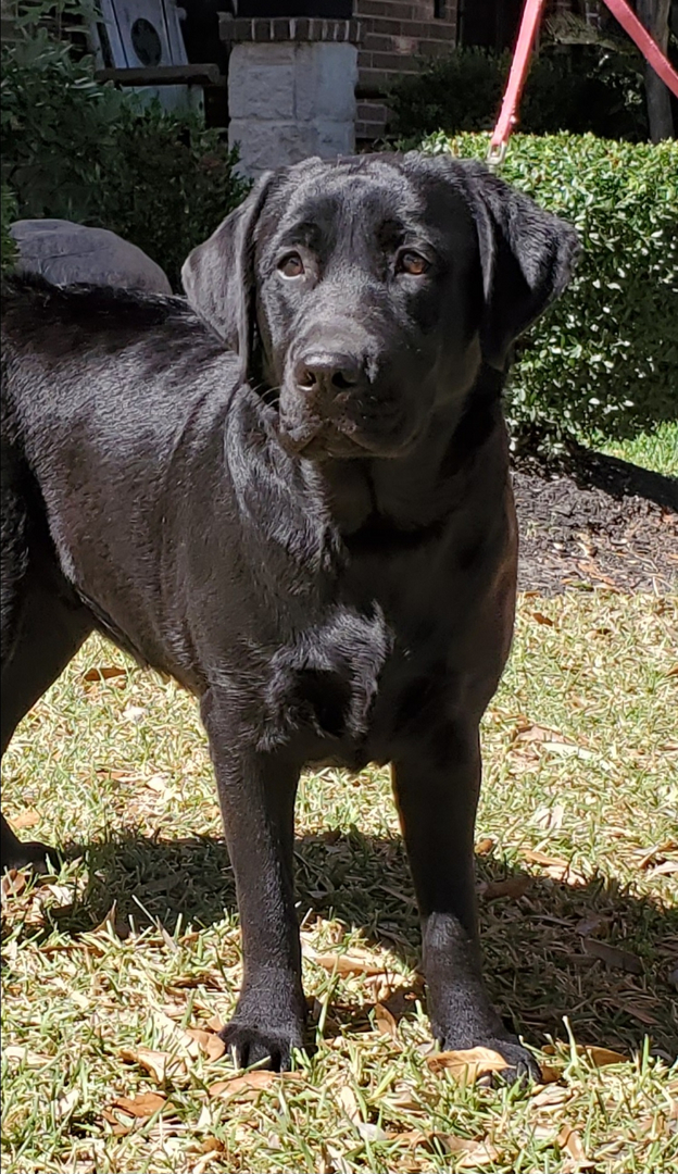 Free labrador puppies for hot sale sale