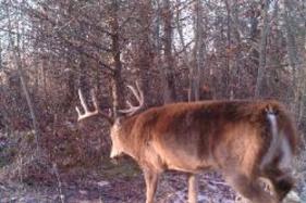 trophy whitetail deer hunts