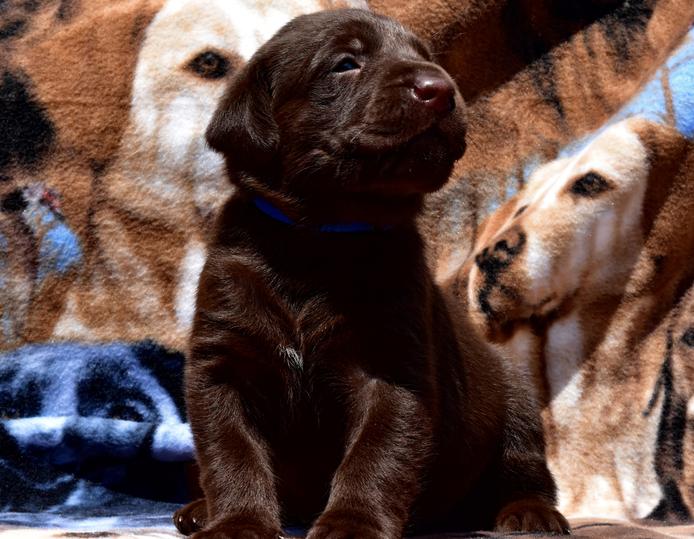 brown lab