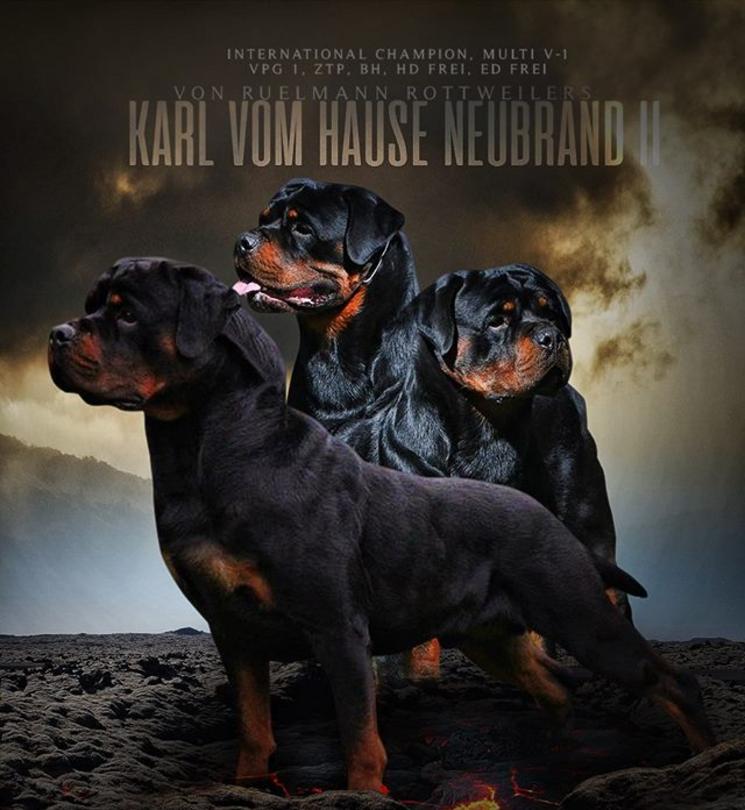 Von evman hot sale rottweilers