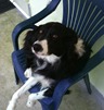 PAWSitively-Peaceful-Pooch-Crystal-chair-Dog-DVD