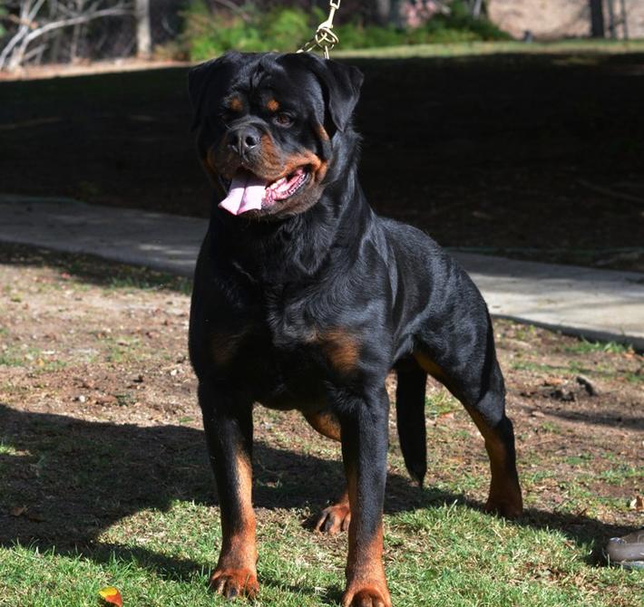 Von Ruelmann Rottweilers inc - German Rottweiler Puppies For Sale ...