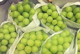 nho mẫu đơn nhật bản