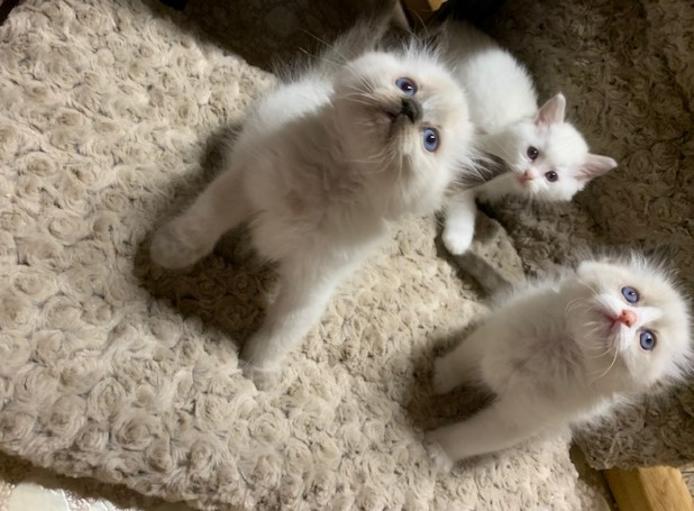 Ragdoll Kittens for sale