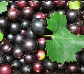Vine Life Products Muscadine Grape Vineyard