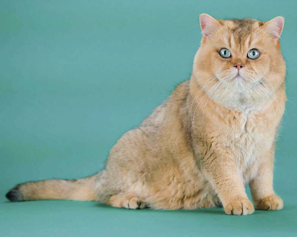 British Shorthair Longhair Cats Kittens