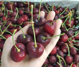 quả cherry