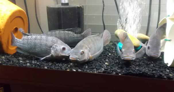 Five female tilapia, all carrying tilapia fry in their mouths.