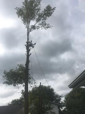 Tree climber about to top tree, Tree Cutting Hamilton, Hamilton tree services