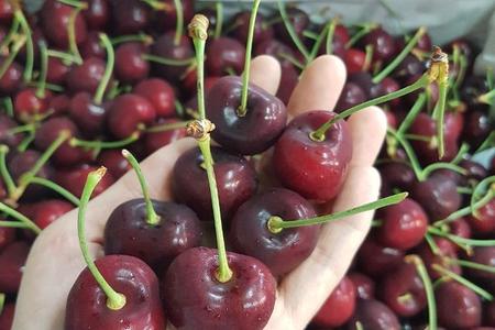 10 loại hoa quả nhập khẩu đáng ăn nhất