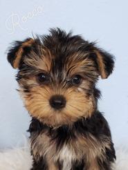 Yorkie Puppies for Sale - Tiny Yorkie Kisses