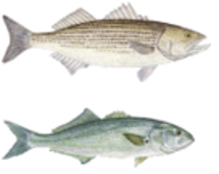 Stripers Forever calls for 10-year moratorium on striped bass - The  Martha's Vineyard Times