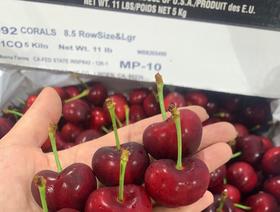 quả cherry, cung cấp quả cherry nhập khẩu bán tại Hà Nội