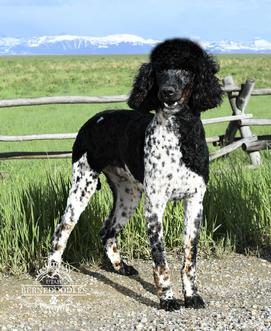 Tri colored sale standard poodle