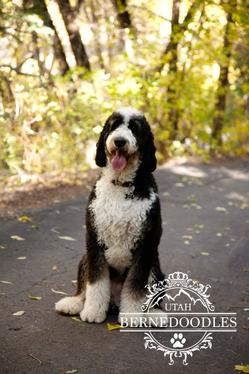 Tri color Bernedoodle Full Grown