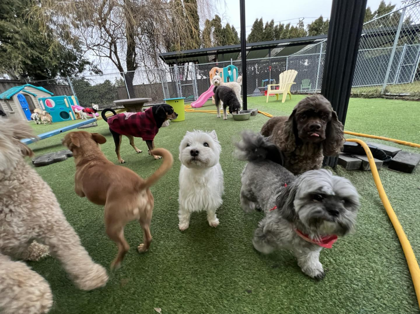 Dog daycare hotsell and boarding