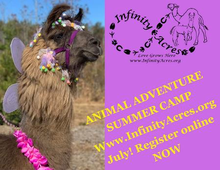 Animal Adventure Summer Camp