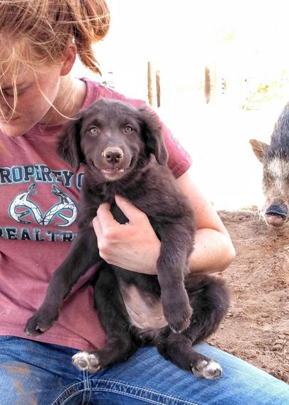 Australian Shepherd family dogs
