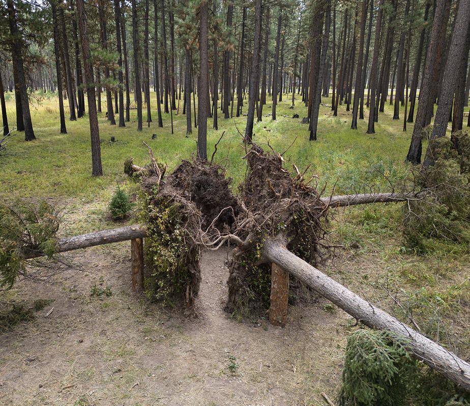 Root room