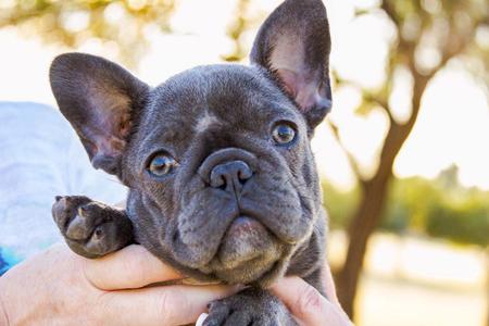 Our Exocit (Isabella, Blue, lilac & Fluffy) French Bulldog Puppies for Sale