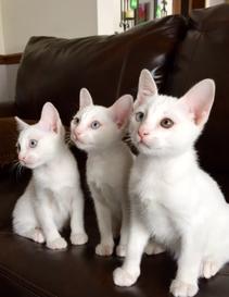 Khao manee kittens for sale best sale near me