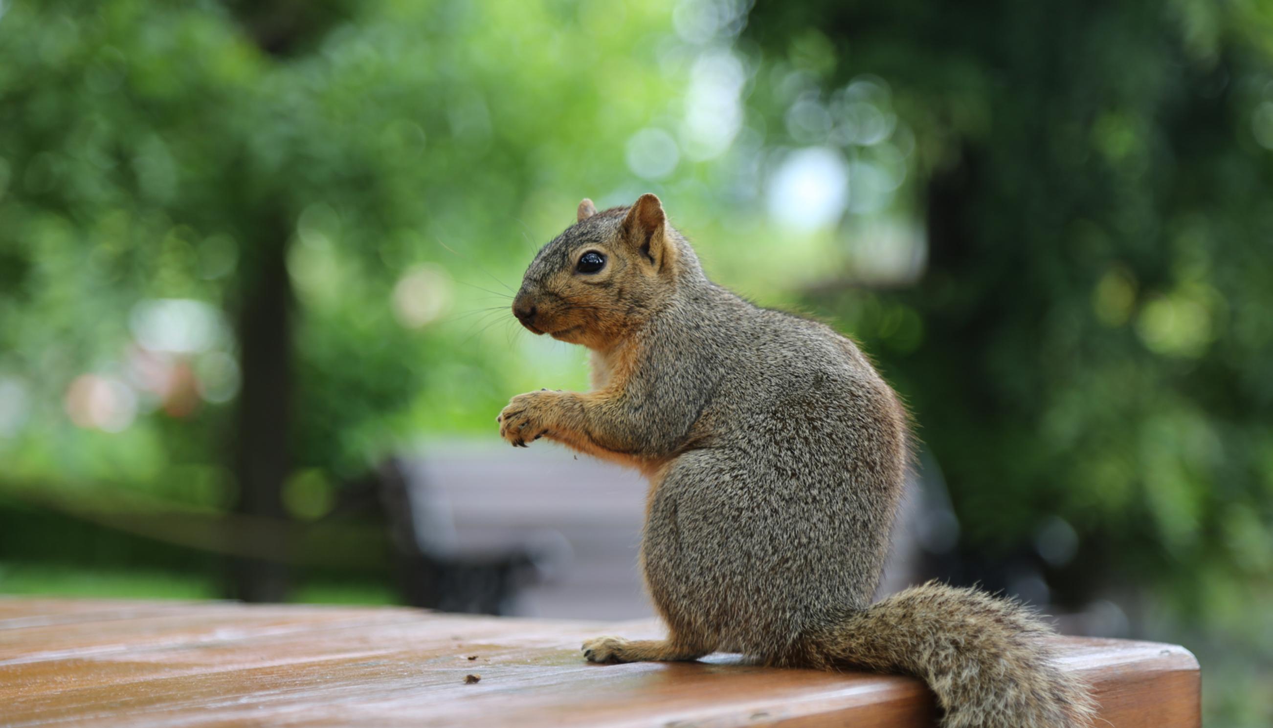squirrel