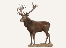 Hunting Red Deer Norway