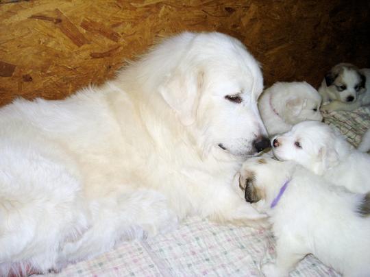 Great Pyrenees puppies ~ Wells' Providence AKC Registered Livestock Guardian Dogs and puppies