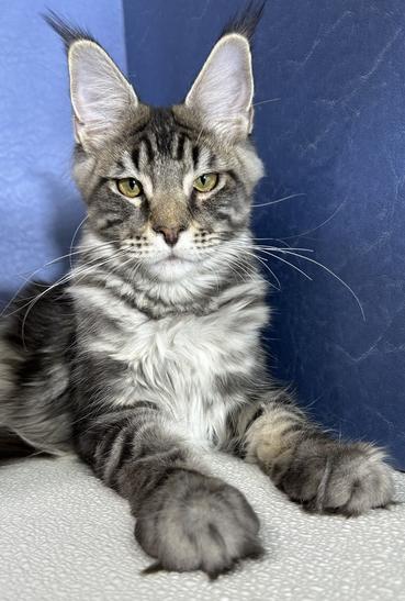 Maine Coon Kittens