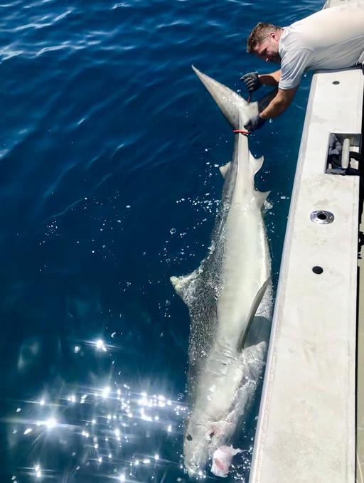 Fishermen reel in 12-foot tiger shark on Sanibel Island beach