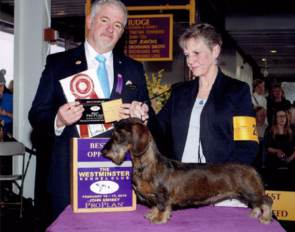 Kennel club shop wire haired dachshund