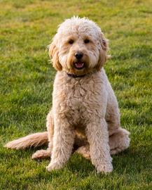 Teddy Bear Golden Doodle Puppies California, Oregon, Washington