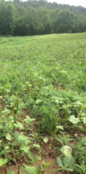 soybean food plot