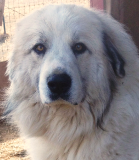Great Pyrenees puppies ~ Wells' Providence AKC Registered Livestock Guardian Dogs and puppies
