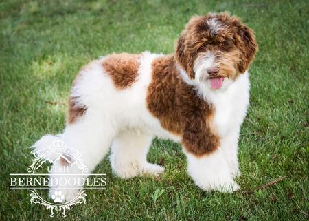 AustralianLabradoodleTricolor