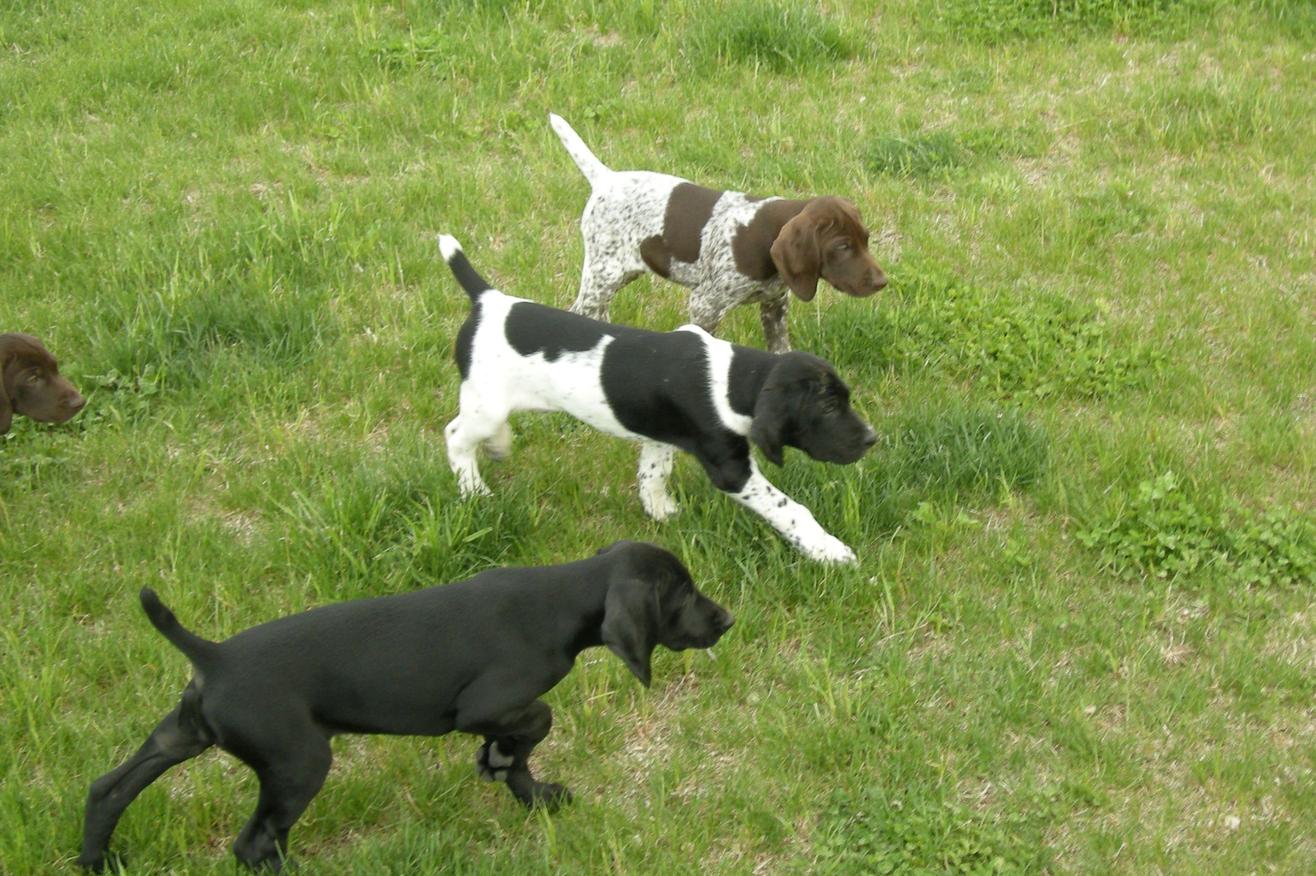 German shorthaired pointer store puppies near me