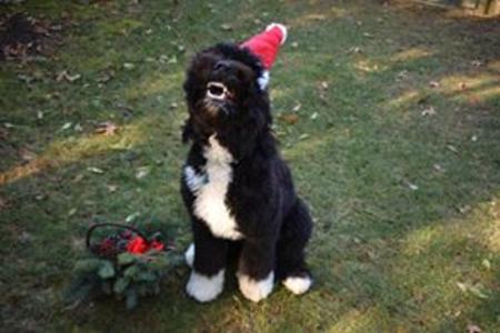 Bernedoodle Happy