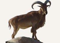 Hunting Aoudad Sudan