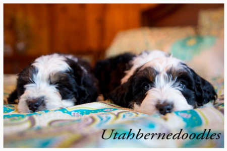 Bernedoodle Puppy Deposit