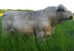RLC Farms MN LLC British White Cattle