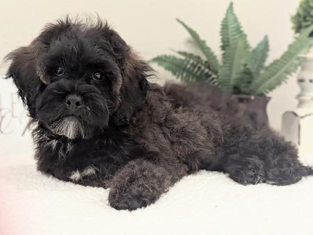 AVAILABLE ~ Olga shichonpoo male Om3