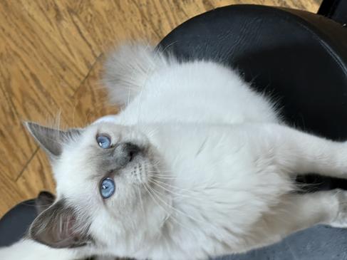 Ragdoll Kittens for sale