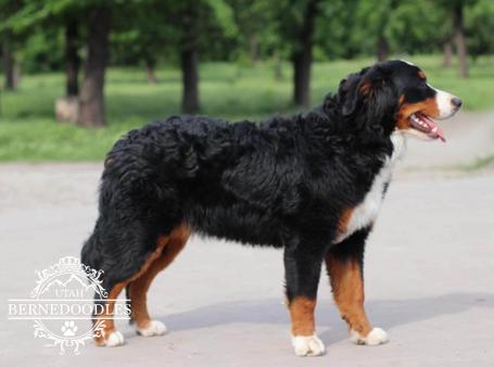 Lita Bernese