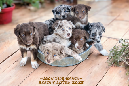 Australian shepherd uppies for sale