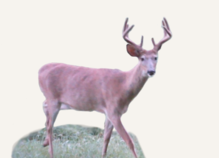 Hunting Deer Tennessee