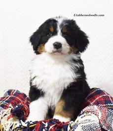 Bernedoodle-Puppy-tri-color