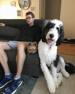 Huge bernedoodle sale