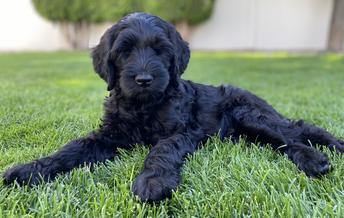 labradoodle full grown black