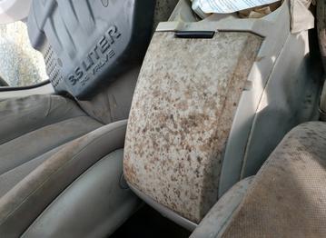 Car Mold Remediation