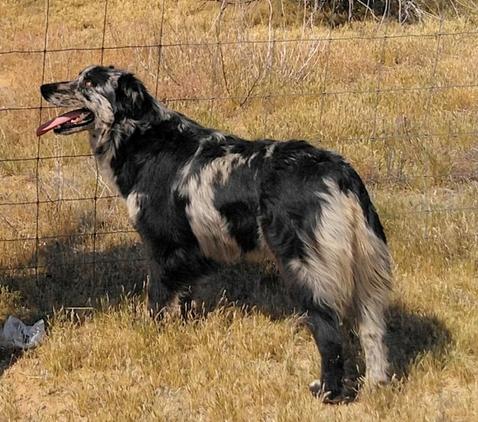 Australian shepherd